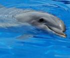 Счастливый дельфин